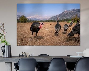 Wild turkeys in mountain landscape, desert by John Ozguc