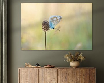 Schmetterling im warmen Abendlicht ( Icarus blau ) von Martin Bredewold