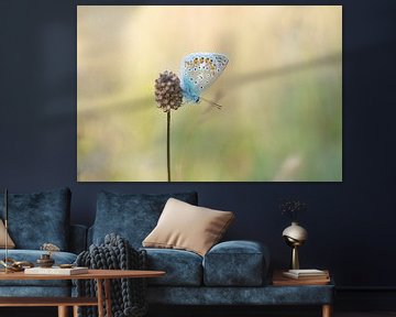 Vlinder in het warme avondlicht ( Icarusblauwtje ) van Martin Bredewold