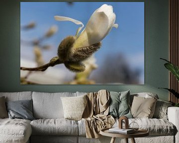 Bouton de fleur de magnolia sur Miranda van Assema