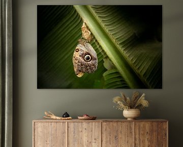 Eule Schmetterling von Miranda van Assema