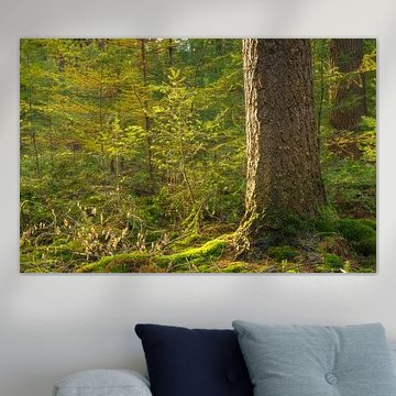 Speulder- en Sprielderbos (Nederland)