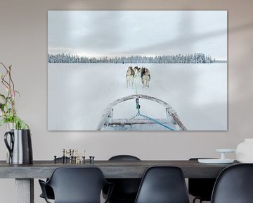 Sled dogs for sledding in Lapland by Miranda van Assema