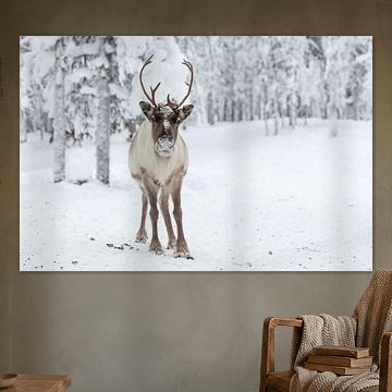 Rentier, das direkt in die Kamera schaut, Finnisch-Lappland.