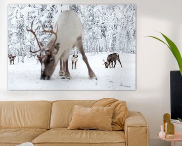 Reindeer in Lapland by Miranda van Assema