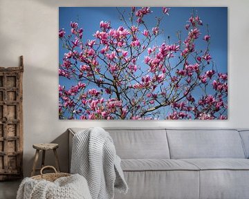 Roze magnolia bloesem van Miranda van Assema