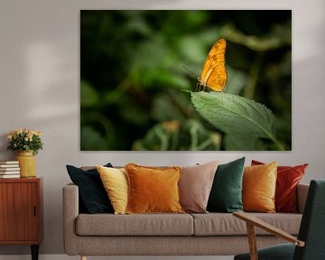 Oranje passiebloemvlinder van Miranda van Assema