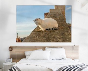 Op de muur, op de uitkijk - zit een kleine kat van t.ART