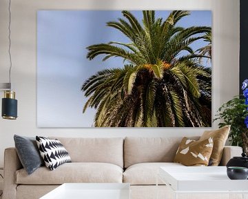 Green leaves of palm tree in Porto, Portugal by Karijn | Fine art Natuur en Reis Fotografie