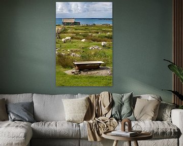 Grazing sheep at Galway, Ireland by Hans Kwaspen