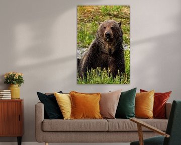 Wilder Grizzlybär in Kanada von Roland Brack