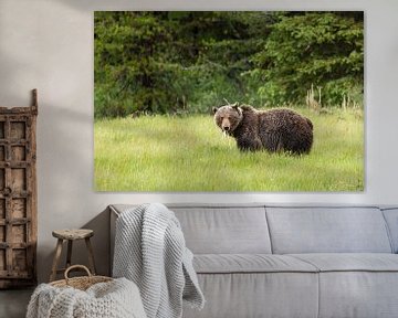 Wild grizzly bear in Canada by Roland Brack