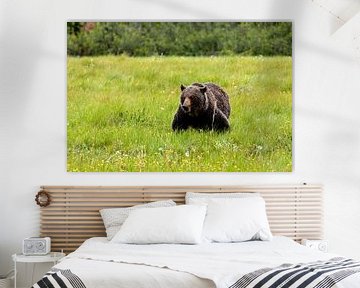 Wilder Grizzlybär in Kanada von Roland Brack