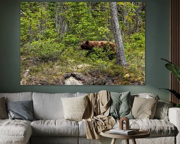 Wild grizzly bear in Canada by Roland Brack