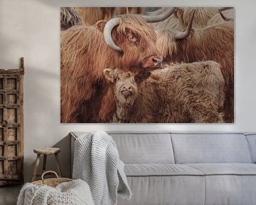 Highland Cow Under Cover, Nathan Larson van Wild Apple