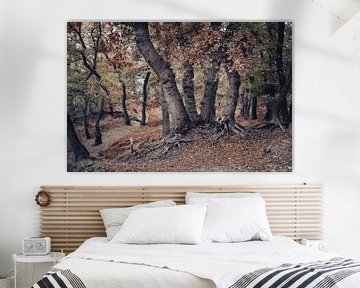 "Oude eikenbomen in de late herfst" van Chris Biesheuvel I  Dream Scapes