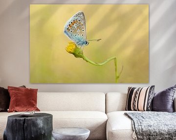 Butterfly in atmospheric evening light by Martin Bredewold