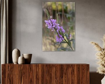 Petite beauté de la forêt sur Christina Bauer Photos