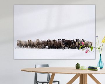 Schafe auf einer schneebedeckten Wiese in einer Winterlandschaft von Sjoerd van der Wal Fotografie