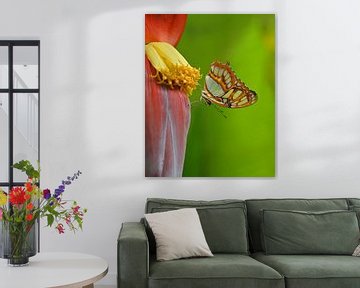 Vlinder op een bananenplant van BHotography