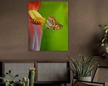 Vlinder op een bananenplant van BHotography