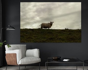 Mouton comme gardien de digue sur VenPhoto