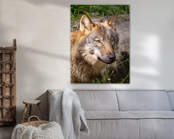 Wolf portrait by Christina Bauer Photos