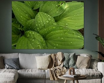 Hosta leaves after rain by Claude Laprise