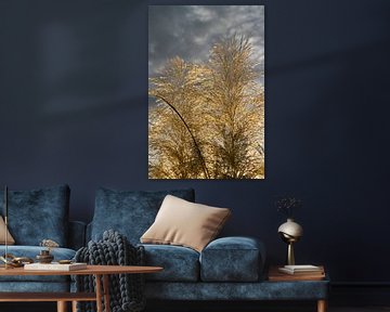 Herbe de la pampa dorée, nuages ​​et lumière du soleil 3