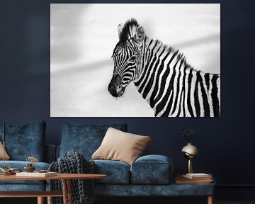 Young zebra in black and white by Catalina Morales Gonzalez