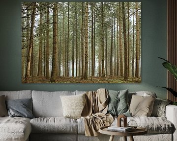 The tranquility of a coniferous forest