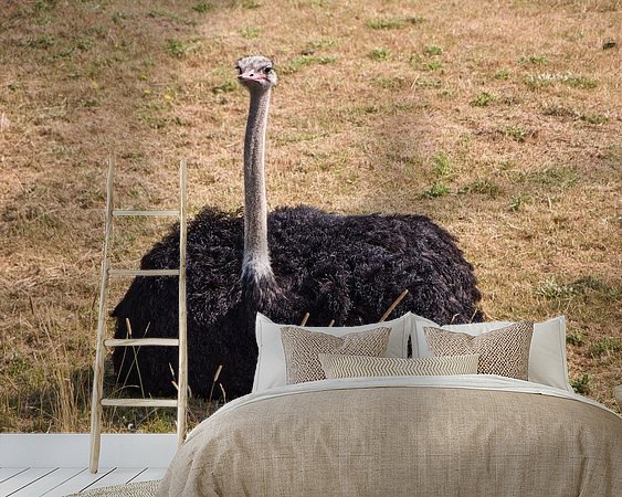 Aperçu de la chambre