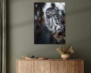 Little Owl by Daniela Beyer