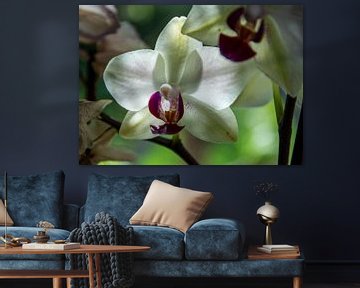 witte orchidee van Alex Neumayer