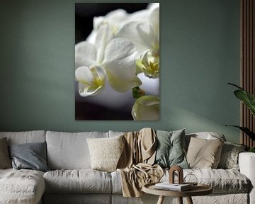 witte orchidee macro-opname van Alex Neumayer