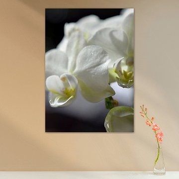 white orchid macro shot