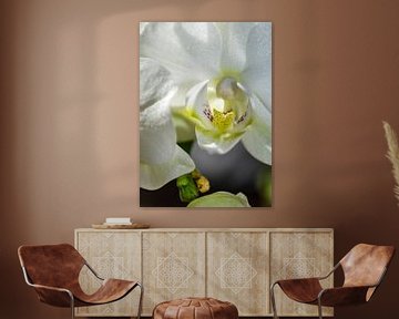 Witte Orchidee Macro Foto van Alex Neumayer