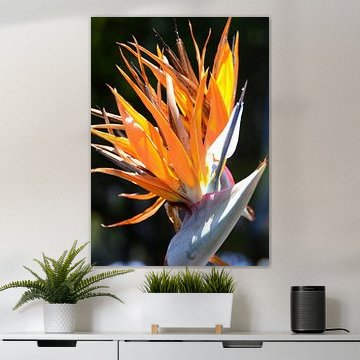 Bird of paradise
