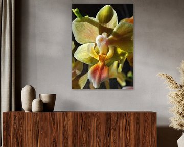 gele orchidee macro-opname van Alex Neumayer