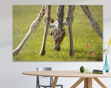 Girafe sur Frank Smedts