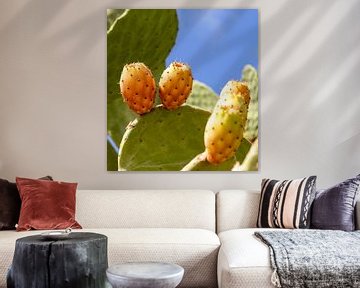 Cactus avec des fruits sur Camilla Ottens