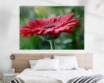 Gerbera red by Jolanda de Jong-Jansen