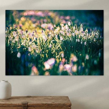 Schneeglöckchen zwischen Krokussen