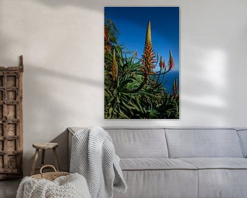 Blumen auf Madeira von Eric Hokke