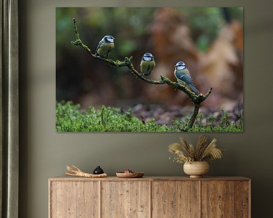 Aperçu de la chambre