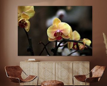 The Yellow Orchidee van Cornelis (Cees) Cornelissen