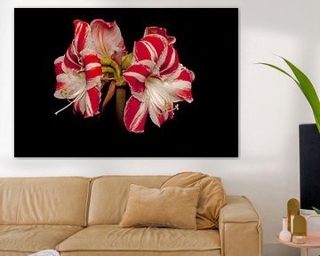 Amaryllis sur Koos Hageraats