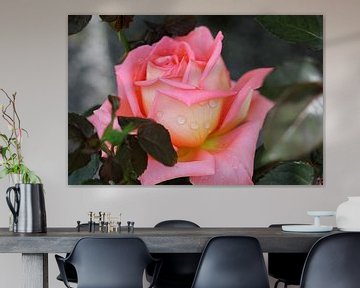 The Pink Rose van Cornelis (Cees) Cornelissen