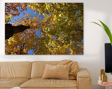 A maple forest in autumn by Claude Laprise