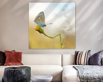 Ikarus blau auf geschnapptem Löwenzahn. Schmetterling von Martin Bredewold